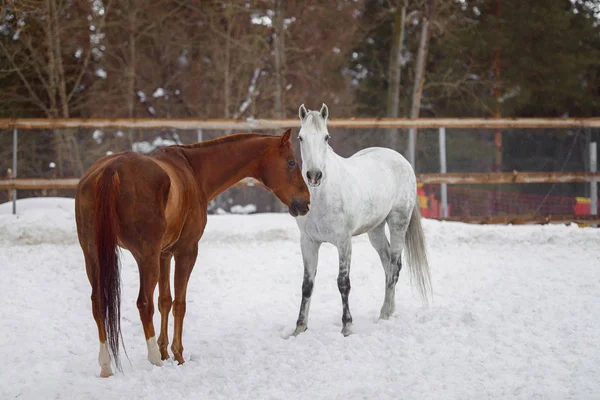 Caballos domésticos de diferentes colores caminando en el paddock de nieve en invierno — Foto de Stock