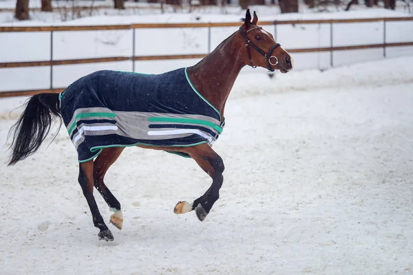 Binnenlandse baai paard lopen in de paddock van sneeuw in de winter. Het paard in de deken — Stockfoto