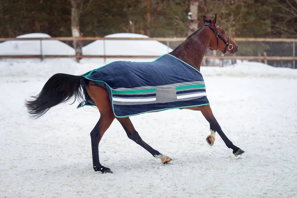 Binnenlandse baai paard lopen in de paddock van sneeuw in de winter. Het paard in de deken — Stockfoto