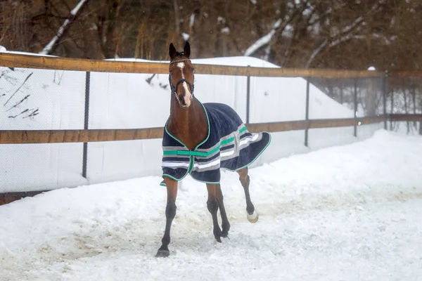 Domestic bay horse walking in the snow paddock in winter. The horse in the blanket