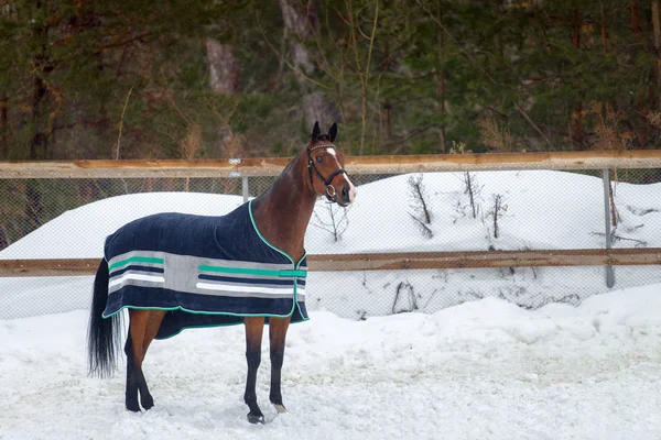 Binnenlandse baai paard lopen in de paddock van sneeuw in de winter. Het paard in de deken — Stockfoto