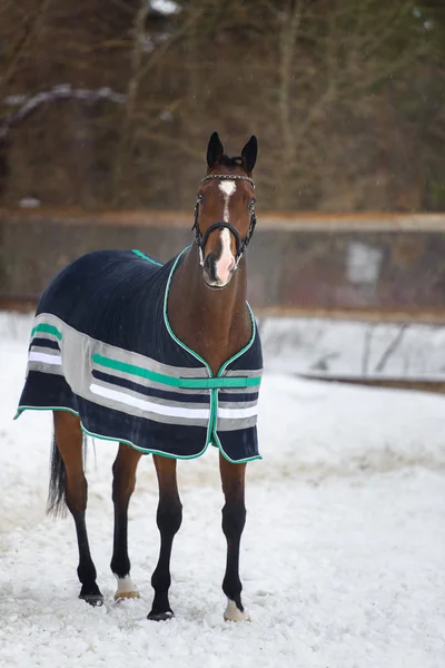 Domestic bay horse walking in the snow paddock in winter. The horse in the blanket — Stock Photo, Image