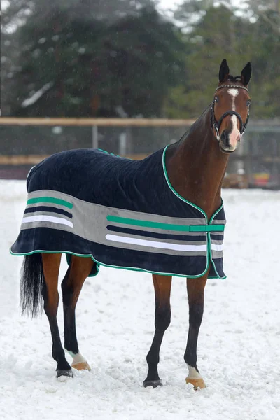 Domestic bay horse walking in the snow paddock in winter. The horse in the blanket