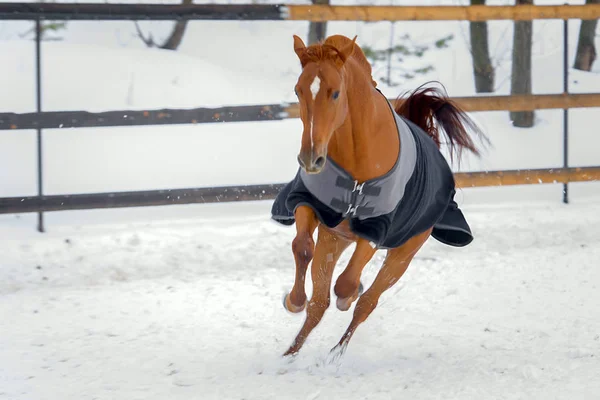 Kışın kar padok yürüyüş yerli kırmızı atı. Battaniye at