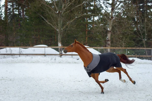 Cavallo rosso domestico che cammina nel paddock della neve in inverno. Il cavallo nella coperta — Foto Stock