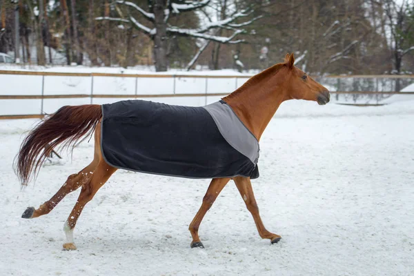 Binnenlandse rode paard lopen in de paddock van sneeuw in de winter. Het paard in de deken — Stockfoto