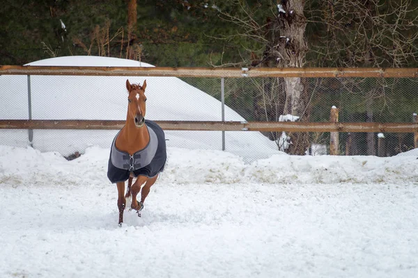 Caballo rojo doméstico caminando en el potrero de nieve en invierno. El caballo en la manta — Foto de Stock