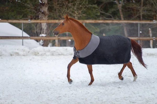 Domestic red horse walking in the snow paddock in winter. The horse in the blanket — Stock Photo, Image