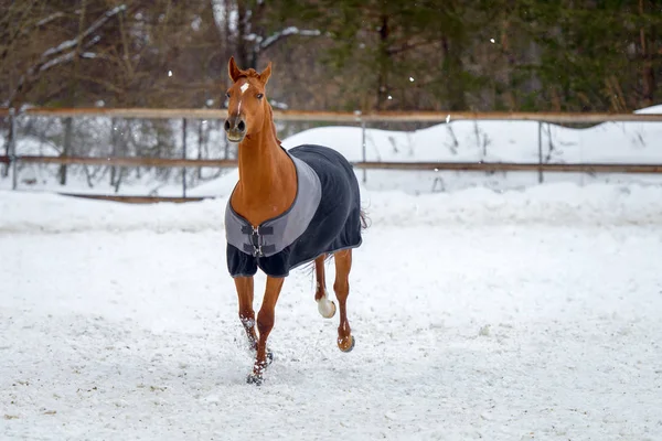 Binnenlandse rode paard lopen in de paddock van sneeuw in de winter. Het paard in de deken — Stockfoto
