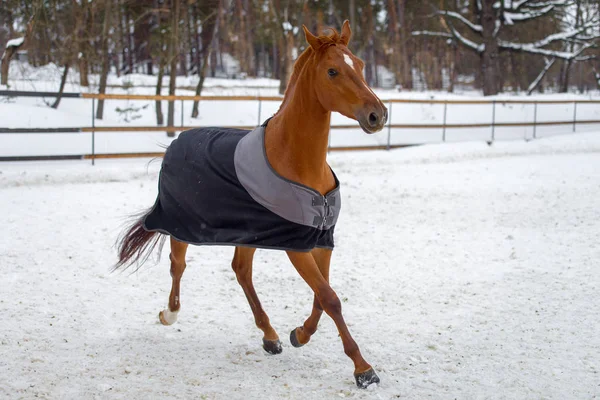 Caballo rojo doméstico caminando en el potrero de nieve en invierno. El caballo en la manta — Foto de Stock