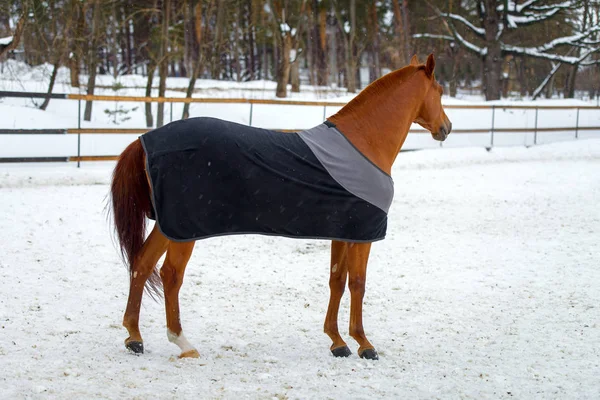 Domestic red horse walking in the snow paddock in winter. The horse in the blanket