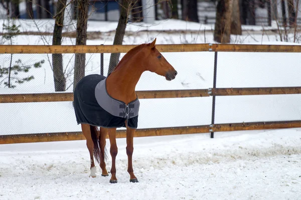 Бытовая красная лошадь, идущая зимой по снежному загону. Лошадь в одеяле — стоковое фото