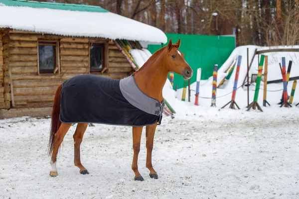 Caballo rojo doméstico caminando en el potrero de nieve en invierno. El caballo en la manta — Foto de Stock