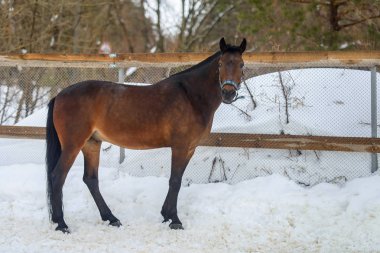 Kışın karlı çayırlarda yurtiçi at yürüyor.