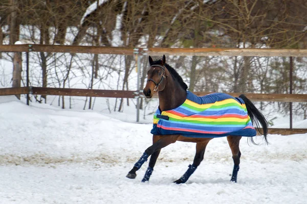 Binnenlandse baai paard lopen in de paddock van sneeuw in de winter. Het paard in de deken — Stockfoto