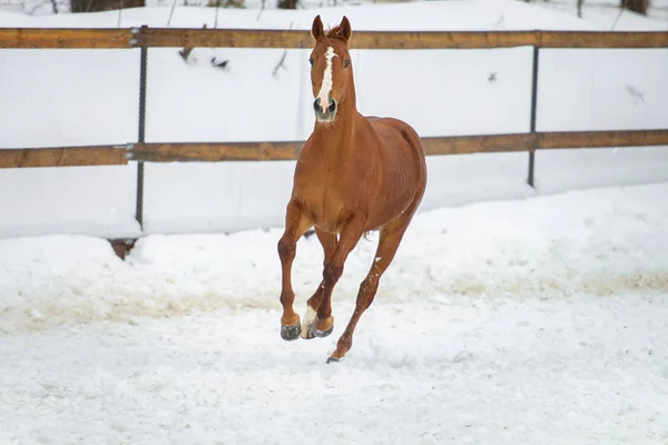 Binnenlandse rode paard uitgevoerd in de paddock van sneeuw in de winter — Stockfoto