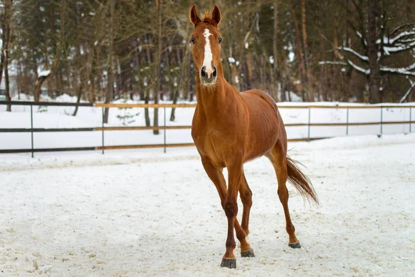 Caballo rojo doméstico corriendo en el paddock de nieve en invierno — Foto de Stock