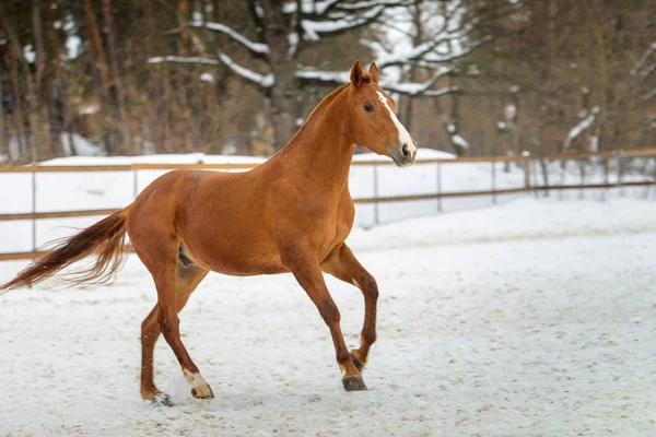 Caballo rojo doméstico corriendo en el paddock de nieve en invierno — Foto de Stock