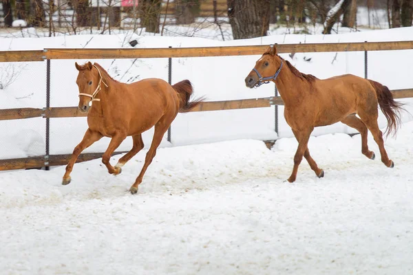 Caballos rojos domésticos corriendo y jugando en el paddock de nieve en invierno — Foto de Stock