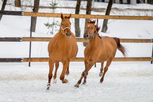 Caballos rojos domésticos corriendo y jugando en el paddock de nieve en invierno — Foto de Stock