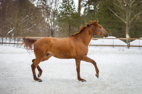 Domácí červená koně běží a hraje v paddocku sníh v zimě — Stock fotografie