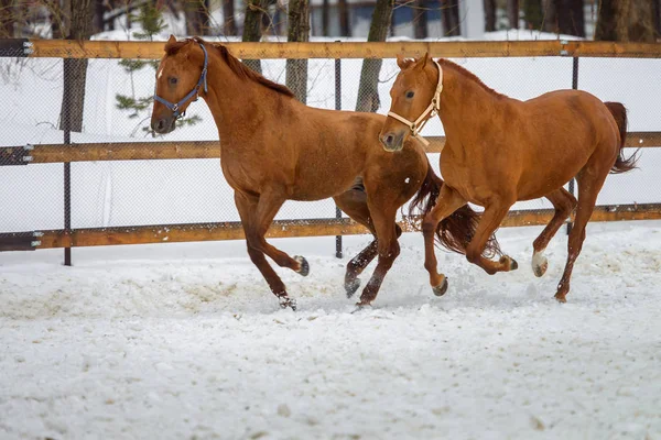 Caballos rojos domésticos corriendo y jugando en el paddock de nieve en invierno — Foto de Stock