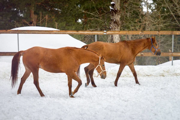 Caballos rojos domésticos caminando en el paddock de nieve en invierno — Foto de Stock