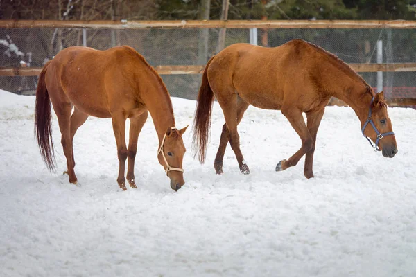 Caballos rojos domésticos caminando en el paddock de nieve en invierno — Foto de Stock