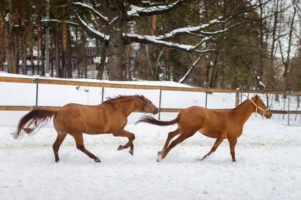 Caballos rojos domésticos corriendo y jugando en el paddock de nieve en invierno — Foto de Stock