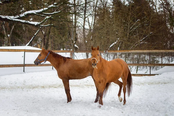 Caballos rojos domésticos caminando en el paddock de nieve en invierno — Foto de Stock