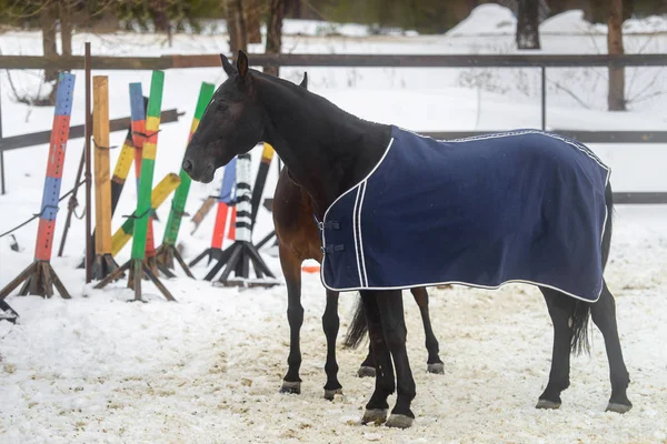 Binnenlandse paarden van verschillende kleuren, wandelen in de paddock van sneeuw in de winter — Stockfoto