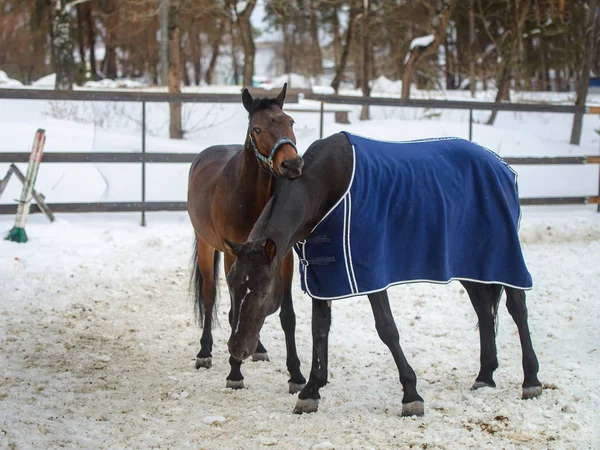 Caballos domésticos caminando y mordiéndose en el campo de nieve en invierno — Foto de Stock