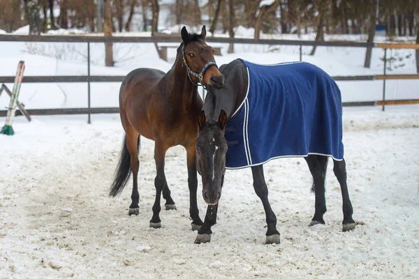 Binnenlandse paarden lopen en bijten elkaar in de paddock van sneeuw in de winter — Stockfoto