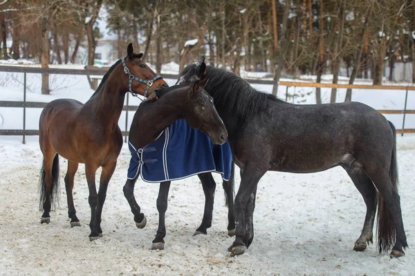 Domestic horses walking and biting each other in the snow paddock in winter