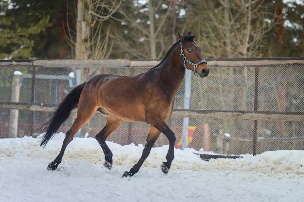 Domestic bay horse runing in the snow paddock in winter.