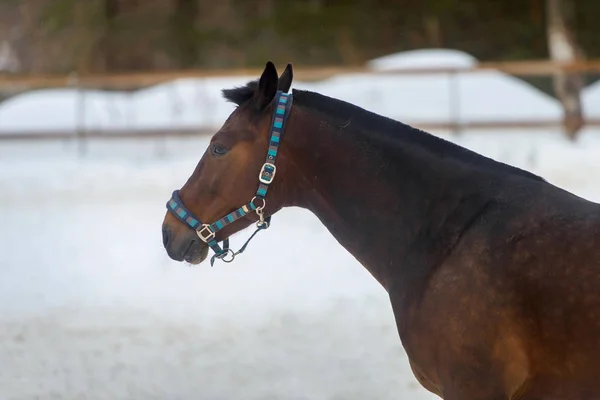 Cheval domestique marchant dans le paddock à neige en hiver . — Photo