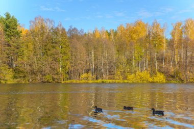 Açık mavi gölü ve sarı sonbahar ağaçlarıyla güzel bir sonbahar manzarası. Beyaz bulutlu gökyüzü ve sonbahar sarı ağaçları suyun aynasına yansıyor..