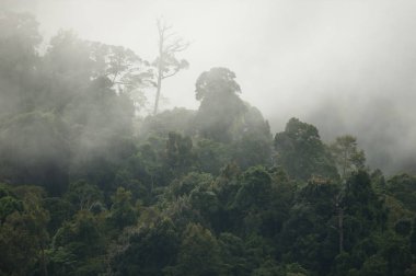 dağ manzaralı Mae wong Milli Park kurbağa ve clould ile