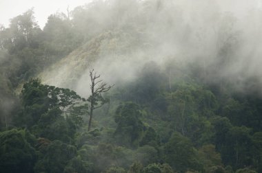dağ manzaralı Mae wong Milli Park kurbağa ve clould ile