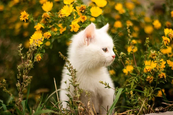 Aranyos kis fehér cica, a háttérben a virágok — Stock Fotó