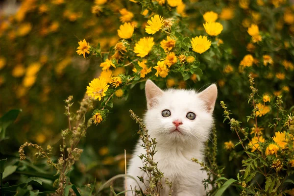 Aranyos fehér macska keresi fel valami a kertben — Stock Fotó