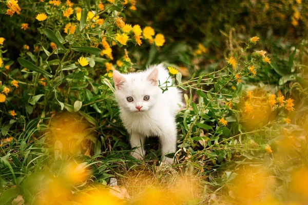 Kleines Kätzchen im Garten neben den gelben Blumen. Ein kleines Kätzchen in der Natur geht an den Besitzer — Stockfoto