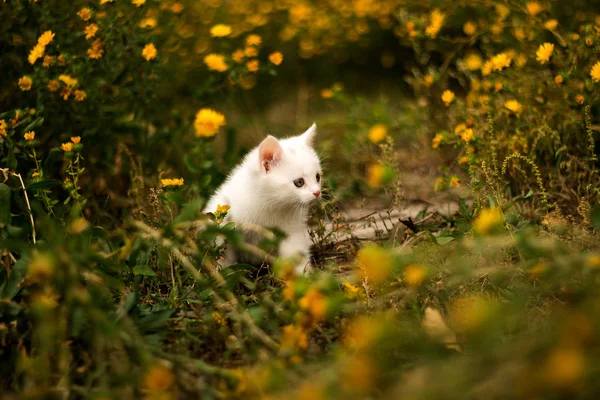 Pequeño gatito caminando sobre verde hierba de verano — Foto de Stock