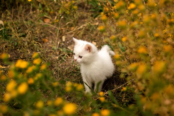 Lindo gato blanco camina en un prado de verano y descansa en la hierba verde —  Fotos de Stock
