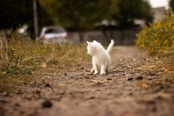 Um gato branco que anda por estradas de um villiage. espreitando gato, jovem, estrada de rua, olhando interessado, brincalhão, adventering, caça — Fotografia de Stock