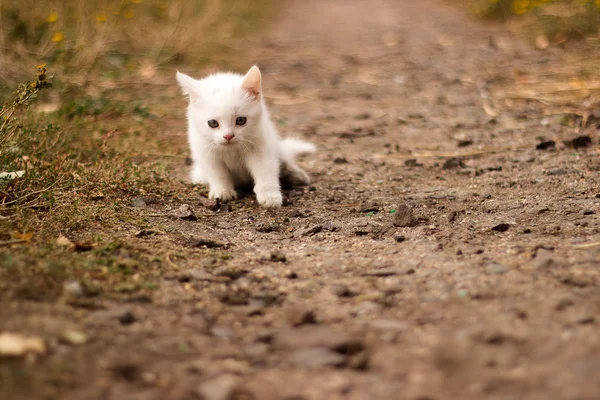 Милая маленькая белая кошка ходит по дороге — стоковое фото