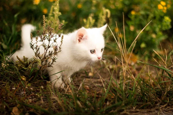 Aranyos kis macska ül sárga virágok — Stock Fotó
