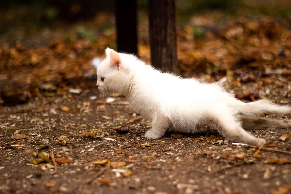 可爱的小猫躺在落叶在花园里的秋天. — 图库照片