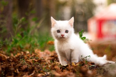 Sevimli beyaz kedi parlak sonbaharda evsiz kedi yaprak yığını bir güneşli bir sonbahar gününde bırakır.