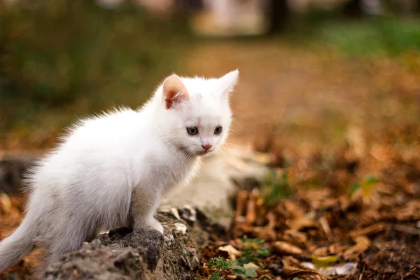 Aranyos fehér macska ül a kertben, és keresi a távolság. Őszi színű színes háttérrel — Stock Fotó